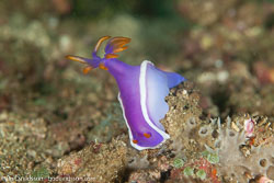 BD-110313-Puerto-Galera-3262-Hypselodoris-bullockii-(Yonow.-2001)-[Bullock's-hypselodoris].jpg